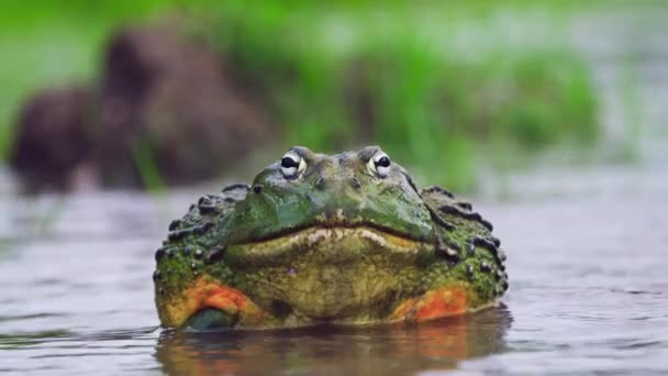 Closeup African Bullfrog Swimming Water Mating Season — Stockvideo