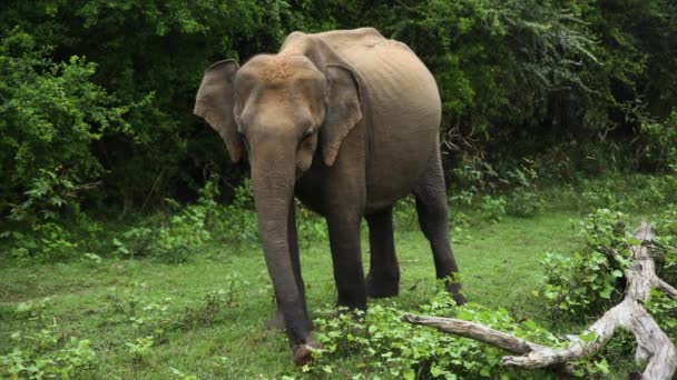 Static Shot Big Elephant Grapping His Trunk Herbs Green Land — Vídeos de Stock