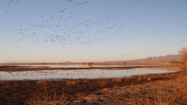 Huge Flock Sandhill Cranes Flyaway Slow Motion — Stock Video