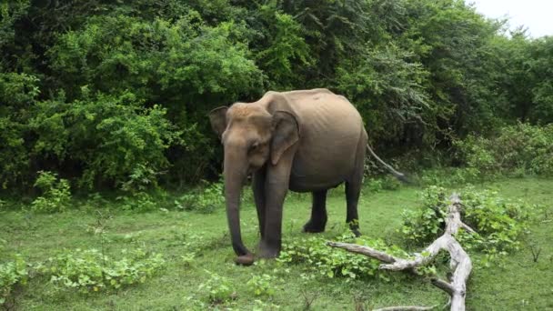 Static Shot Elephant Moving His Ears Tail Happy Playing Grass — Vídeo de Stock