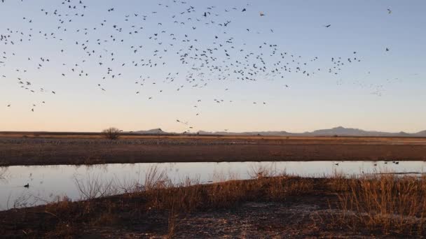 Large Group Sandhill Cranes Flying Horizon Sunset — Stock video