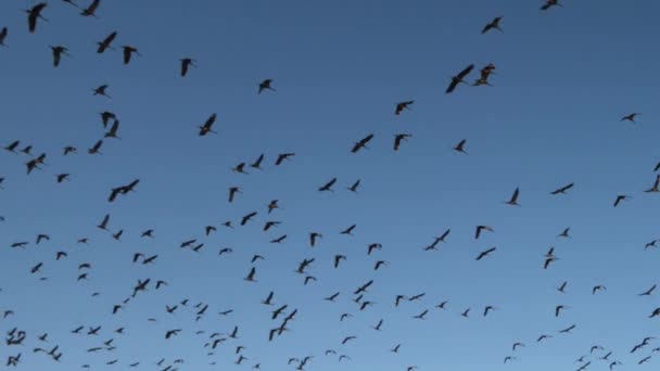 Slow Motion Blue Sky Filled Sandhill Cranes Flying — Stock Video