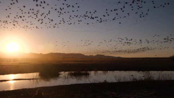 Silhouetted Flock Sandhill Cranes Flying Slow Motion Sunset — Stock Video