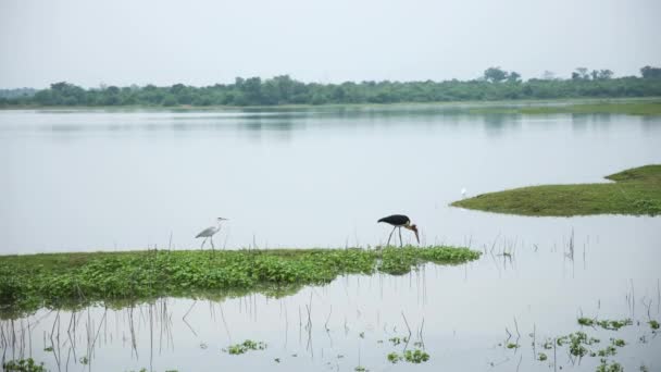 Static Shot Two Beautiful Birds Black White Color Walking Eating — Stock videók