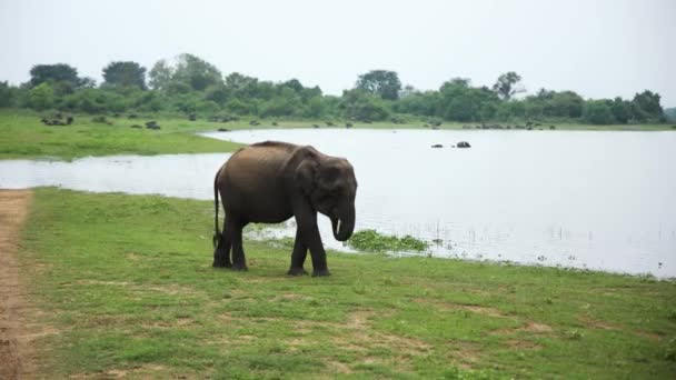 Tiro Fijo Elefante Gris Comiendo Hierba Del Campo Verde Impresionante — Vídeo de stock