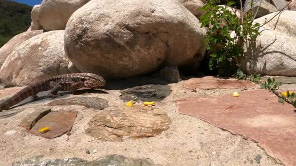 Commerce Animaux Compagnie Tegu Rouge Lézard Exotique Régalant Fruits Salvadoriens — Video