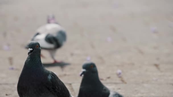 Füße Von Menschen Die Auf Der Straße Gehen Vorbei Felsentauben — Stockvideo