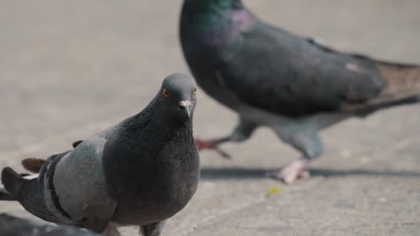 Common Rock Pigeons Walking City Sunny Day Close — Vídeo de Stock