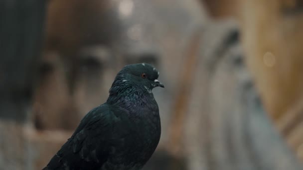 Close Black Pigeon City Antigua Guatemala — стоковое видео