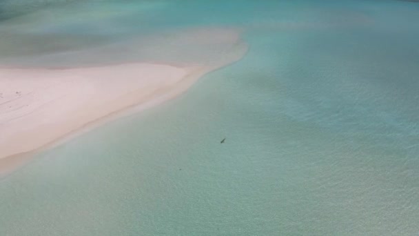 Lonely Vkula Swims Coast Maldivian Island Turquoise Water Backdrop White — стоковое видео