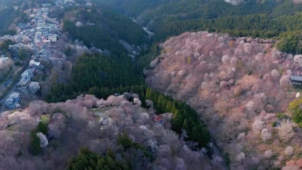 Flores Cerezo Florecen Sobre Montaña Yoshino Primavera Aérea Nara — Vídeo de stock