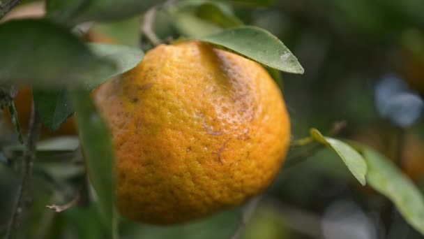 Beautiful Wrinkled Orange Being Cut Tree — ストック動画