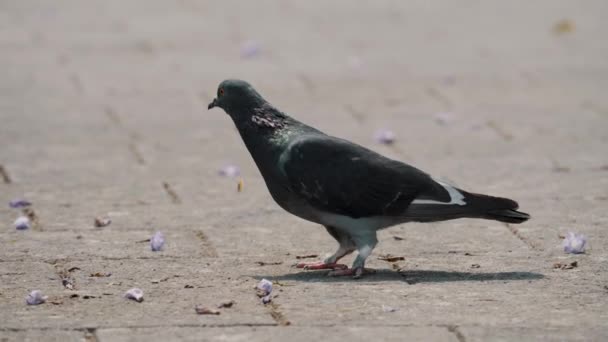 Rock Pigeon Pecking Food Park Summer Wide — Vídeo de Stock