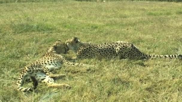 Leopard Couple Licks Grooms Each Other Lovingly — Stock Video