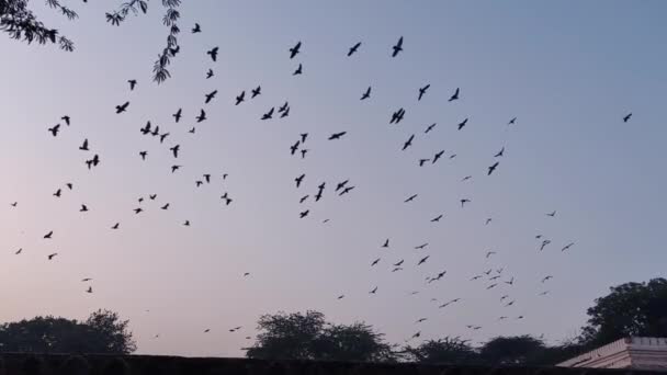 Grabación Cámara Lenta Mostrando Bandada Pájaros Negros Volando Sobre Tierra — Vídeo de stock