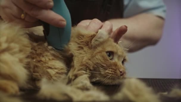 Close Van Vrouw Hand Scheren Kattenhaar Van Haar Trimmer Bij — Stockvideo