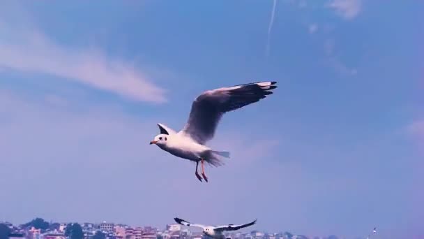 Zárják Sirályok Lassított Felvételét Amint Tenger Felett Repülnek Egy Gyönyörű — Stock videók
