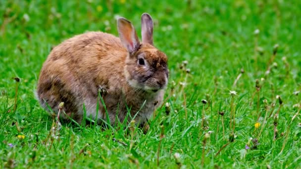 Little Brown Rabbit Eating Grass Himself — Stock videók