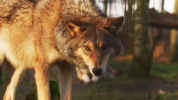 Close Portret Grijze Wolf Een Bos Landecape Tijdens Zonsondergang — Stockvideo