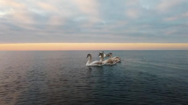 Elegant Brown White Swans Swimming Water Empty Lake — Stock Video