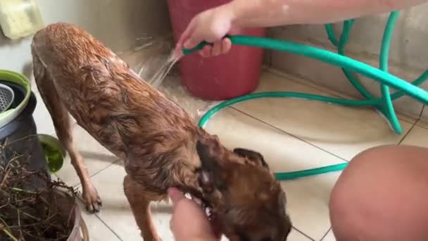 Köpek Sahibi Itaatkarlığının Her Yerine Fışkırtıyor Genç Belçikalı Çoban Sabun — Stok video