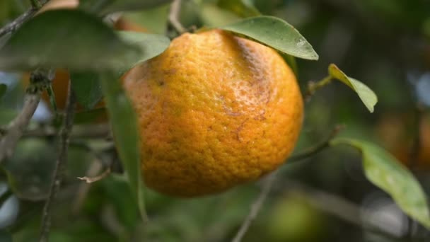 Mooie Gerimpelde Sinaasappel Voordat Hij Uit Boom Wordt Gesneden — Stockvideo