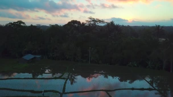 Beautiful Drone Shot Rice Field Sunset Bali Indonesia Popular Travel — стоковое видео