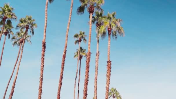 Slow Drive Street Palm Trees Palm Spring California Look Coconut — Stockvideo