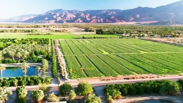 Aerial Panoramisch Uitzicht Palm Lente Californië Bergen Landschap Vallei Groene — Stockvideo