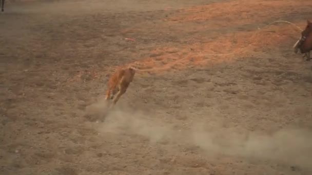Aerial Verenigde Staten Getting Klaar Voor Rodeo Man Paard Racer — Stockvideo