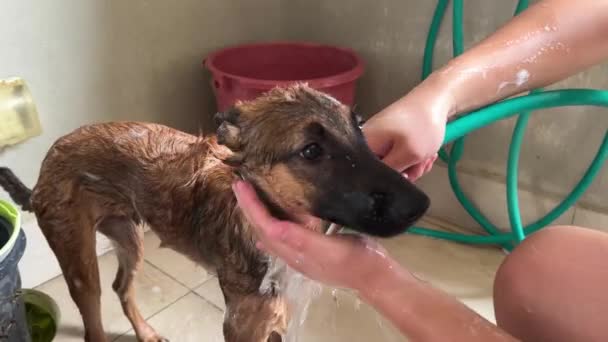 Obedience Young Belgian Shepherd Having Good Shower Its Owner Spraying — Stock videók