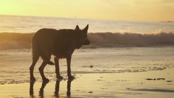 Two Dogs Playing Ball Beach Sunset — Vídeo de stock