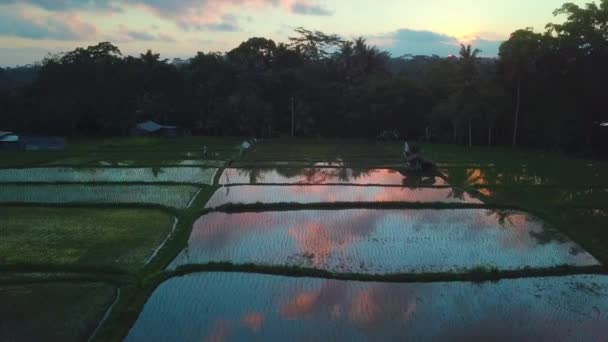 Drone Shot Bali Rice Paddy Sunset Colorful Cloud Reflection Water — Wideo stockowe