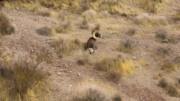 Aerial View Bighorn Sheep Resting Alone Dry Arid Desert Landscape — Stock videók