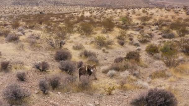 Vzdušné Zblízka Divoké Ovce Roh Nevada Pouštní Údolí Ohně Vzdálené — Stock video
