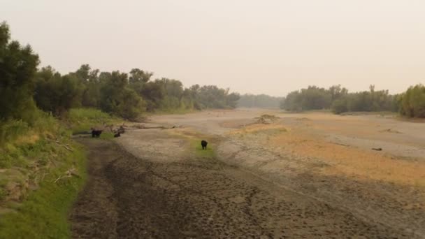 Aerial Backward Drone Shot Alone Cattle Grazing Dried Lakebed Orlando — ストック動画