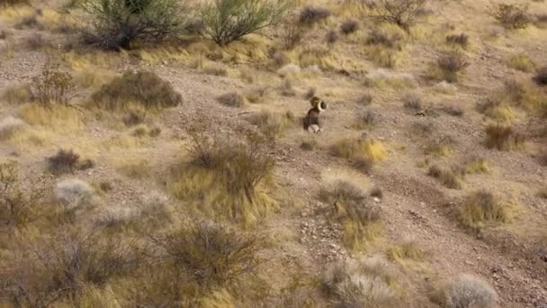 砂漠の砂の砂丘の自然生息地 火の谷の野生生物の空中ビューネバダ自然公園で一人で休んでいるビッグホーン羊 — ストック動画