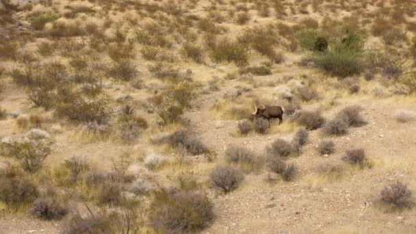 Bighorn Juhok Séta Sivatagi Száraz Helyen Völgy Tűz Vadvilág Táj — Stock videók