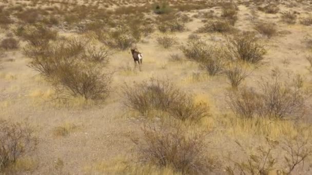 Bighorn Schapen Wild Dier Natuurlijke Droge Dorre Woestijn Lopen Alleen — Stockvideo