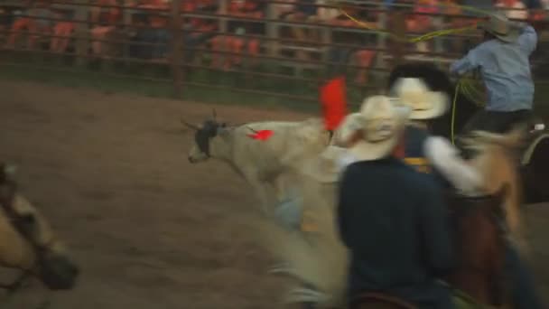 Rodeo Steer Wrestling Slow Motion Ute Stampede Rural Fair Rodeo — Stock Video