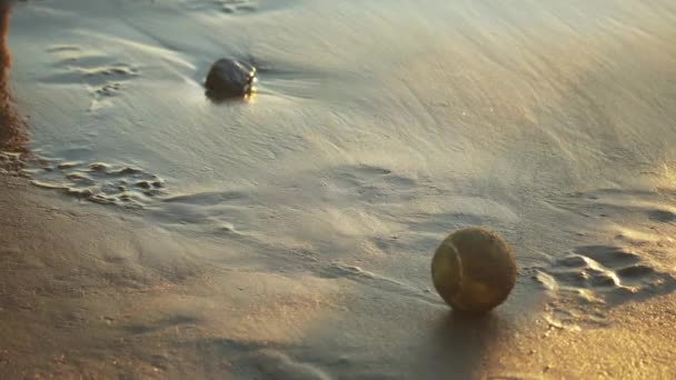 Tenisový Míček Písečné Pláži Pes Ním Přijde Hrát — Stock video
