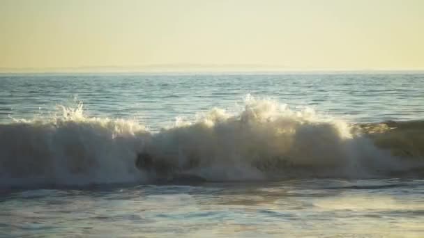 Pływanie Psem Oceanie Plaża Kalifornii — Wideo stockowe