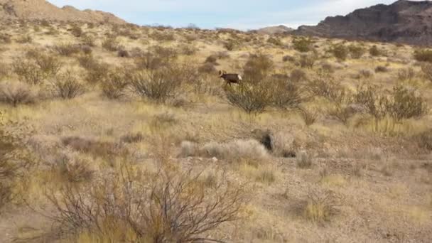 大角羊在内华达州天然的防火沙漠中 野生动物的航拍 — 图库视频影像