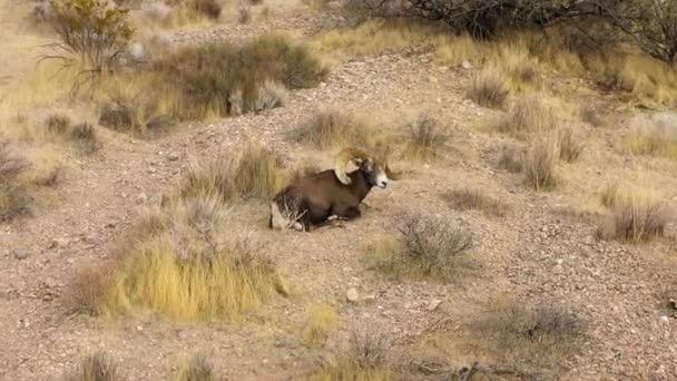 Bighorns Ovelhas Selvagens Descansando Sozinho Deserto Natural Habitat Seco Vista — Vídeo de Stock