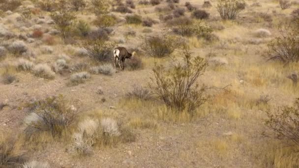 Drone Follows Bighorn Sheep Feeding Natural Dry Desert Nevada Valley — Stock Video