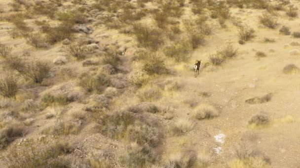 Aerial Bighorn Sheep Alone Valley Fire Desert Nevada Usa — стоковое видео