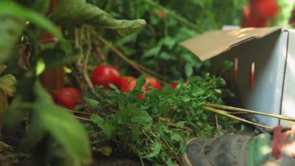收获西红柿 紧紧抓住农夫的手 摘红色成熟的西红柿 — 图库视频影像