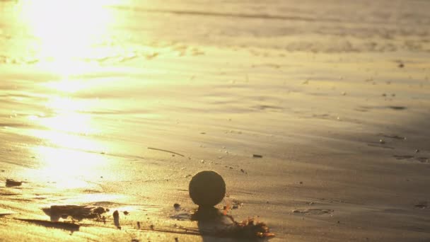 金光闪闪的时候 田纳西球在沙滩上打滚 狗在后台玩耍 波浪翻滚 — 图库视频影像