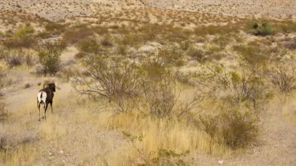 Drone Follow Bighorn Sheep Wild Animal Dry Remote Natural Desert — Video Stock