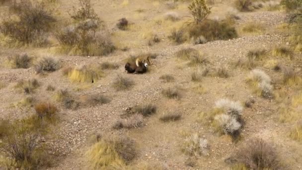 Bighorn Ovce Údolí Fire State Park Nevada — Stock video